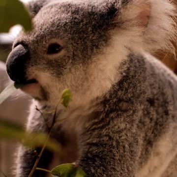 Look at this sweet little Koala *-* I just love them :)