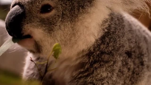 Look at this sweet little Koala *-* I just love them :)