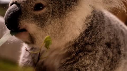 Look at this sweet little Koala *-* I just love them :)