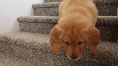 How Summer Wakes Me Up! Puppy Life
