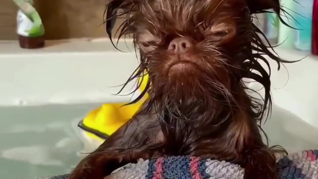 Funny Video | Funny Animal Videos | Funny Dog Videos | Funny Dog