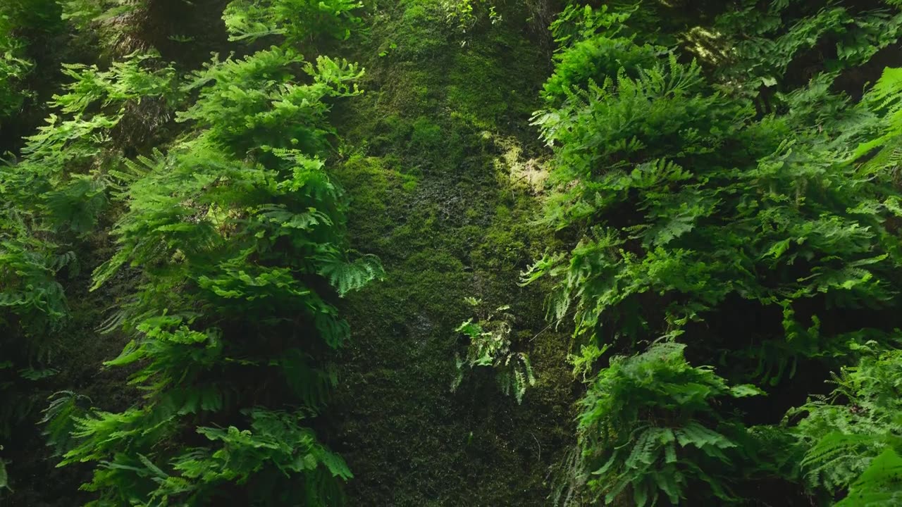 2021 LG OLED 8K l Redwoods 8K HDR 60fps
