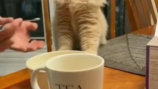Cat funny moment
