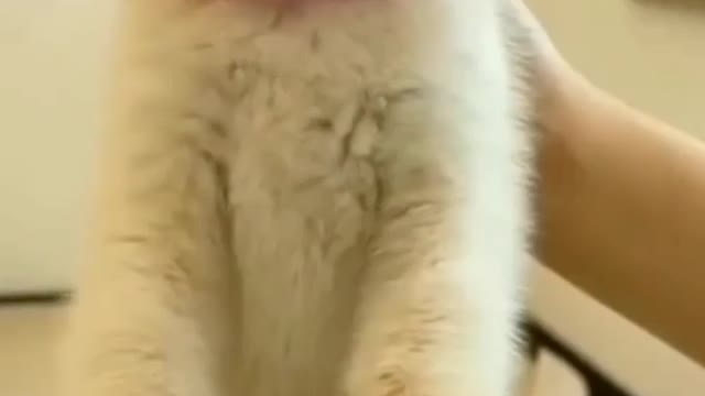 Funny videos 2022🤣 Funniest videos for cats and dogs#funny#Animals#Pets#smile_crazy