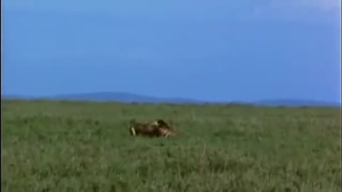 Amazing Cheetah Chase Compilation-13