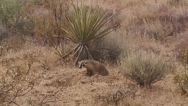 Hunting Buddies: Badger & Coyote