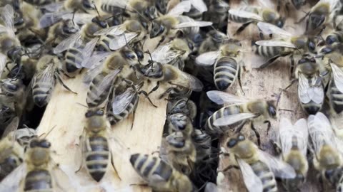 Bees