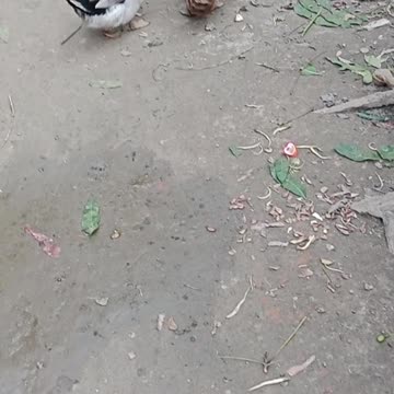 Cute Duck On The Road 💥Viral Funny Animals Video