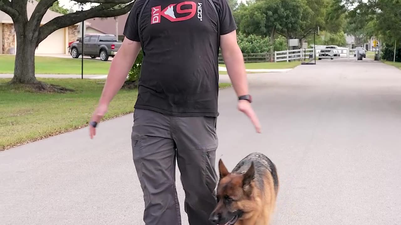 Kaia, the Out of Control German Shepherd, One Year Later