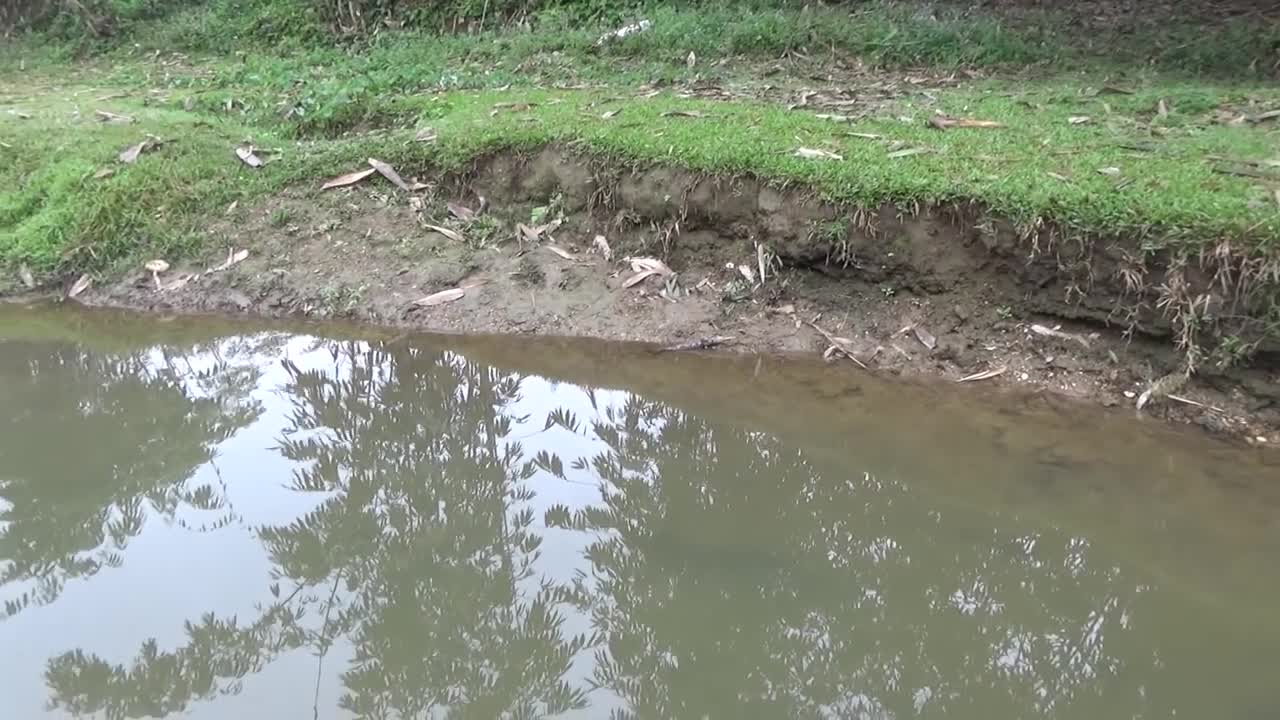 Hunting wild fish | Catch a lot of fish in the wild lake by using the big pump to suck the water-15