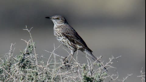 Sage Thrasher Song Video