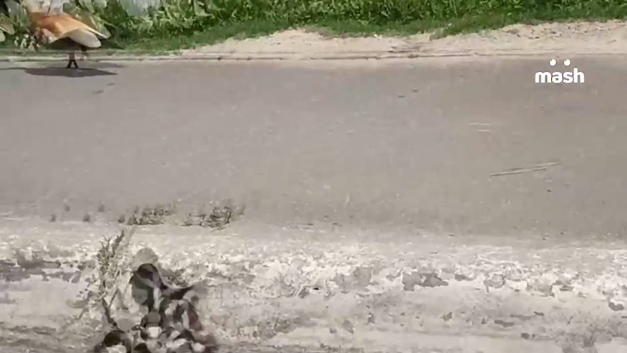 Never toss the little goslings even if you are helping