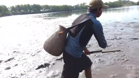 Amazing catch mud crabs in phillippines