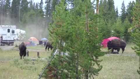 Combat Bison camping Yellowstone Aout 2010