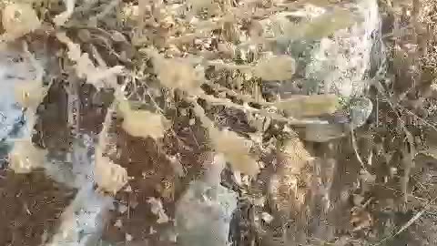 ΚΑΘΕ ΧΡΟΝΟ ΣΤΗΝ ΕΟΡΤΗ ΜΑΖΕΥΟΥΜΕ ΤΑ ΦΥΣΙΚΑ ΦΥΤΙΛΑΚΙΑ!!!