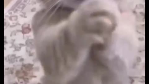 Funniest videos2023 funny cats