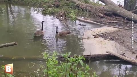 Park Ranger Reunites Lost Gosling with Its Mom