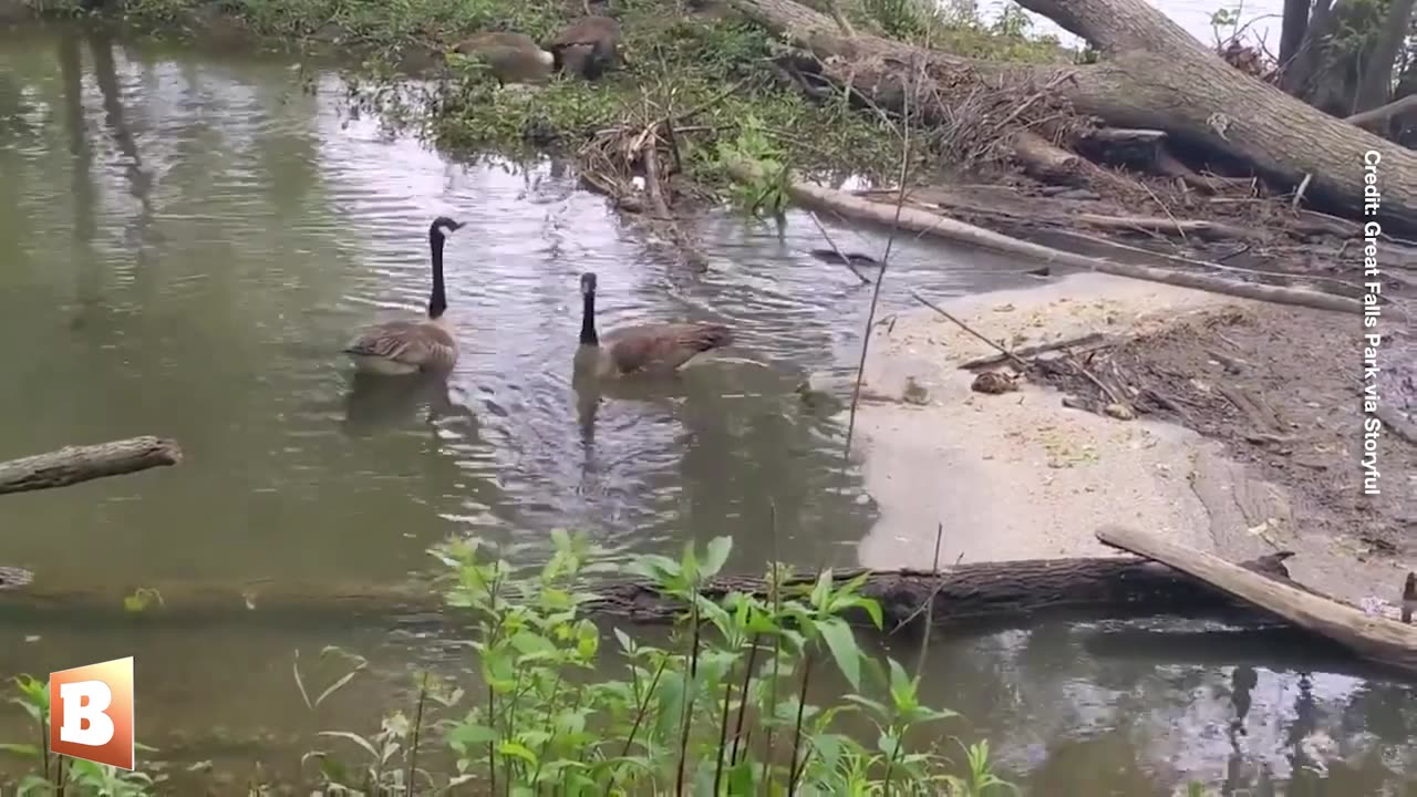 Park Ranger Reunites Lost Gosling with Its Mom