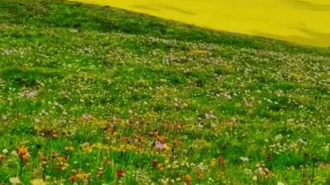 Relaxing Music 24/7, Sleep Music, Stress Relief Music, Spa, Meditation, Yoga, Zen, Sleeping Music🔴