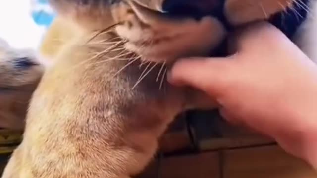 Big Cat Nose Boops! SO CUTE