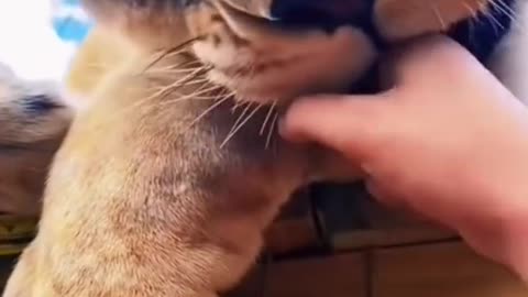 Big Cat Nose Boops! SO CUTE