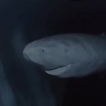 Tiburón en Groelandia