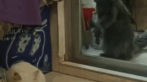 Cute Cat Gif