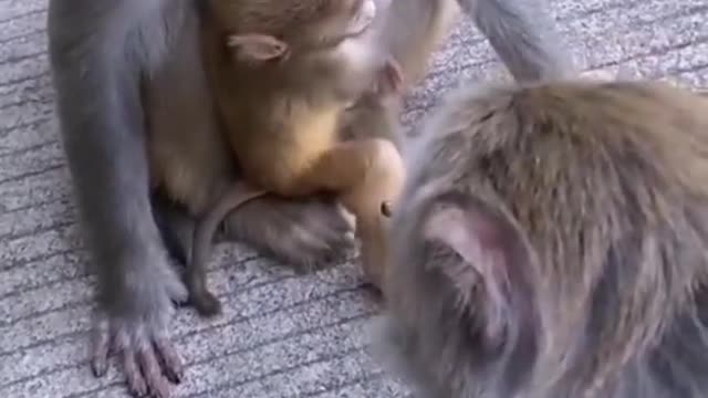 This is my hooman! I saw him first!