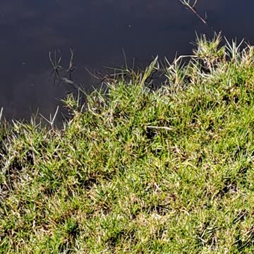 We will have to wait until Beaulah Land for perfection. Naples, Fl 2/2/24