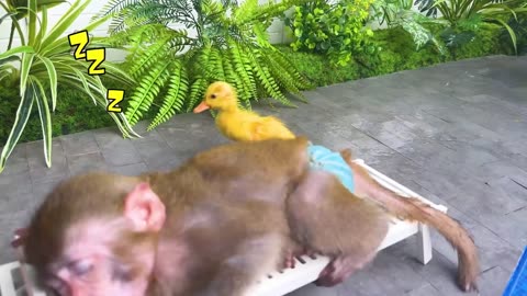 Monkey Baby Bon Bon oes to the toilet and plays with Ducklings in the swimming pool