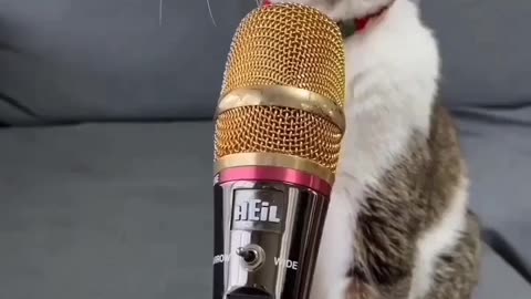 CAT SINGING