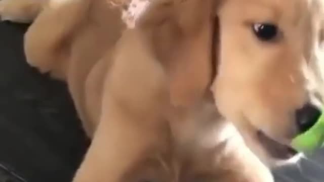 The Best Type of Funny Collection of Dogs for Every Zodiac Sign