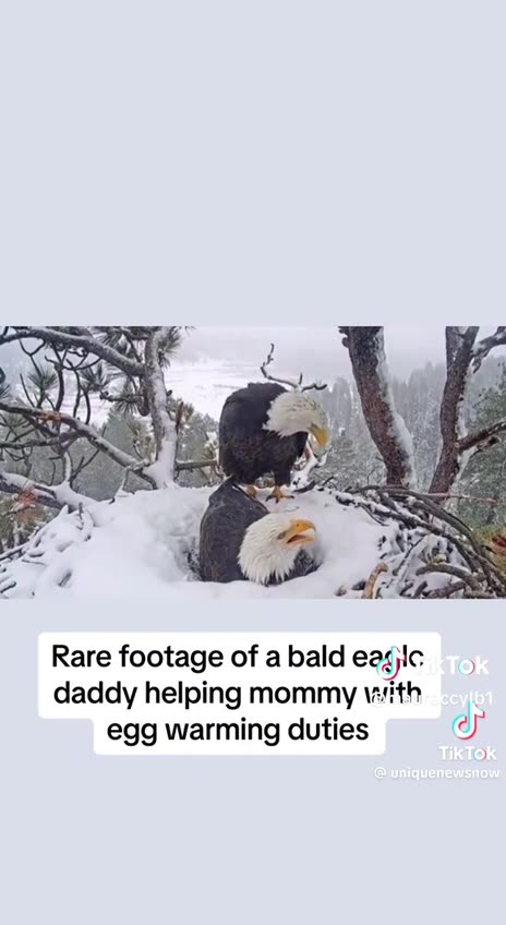 Rare Footage Of A Male Bald Eagle Helping The Female With Egg Warming Duties