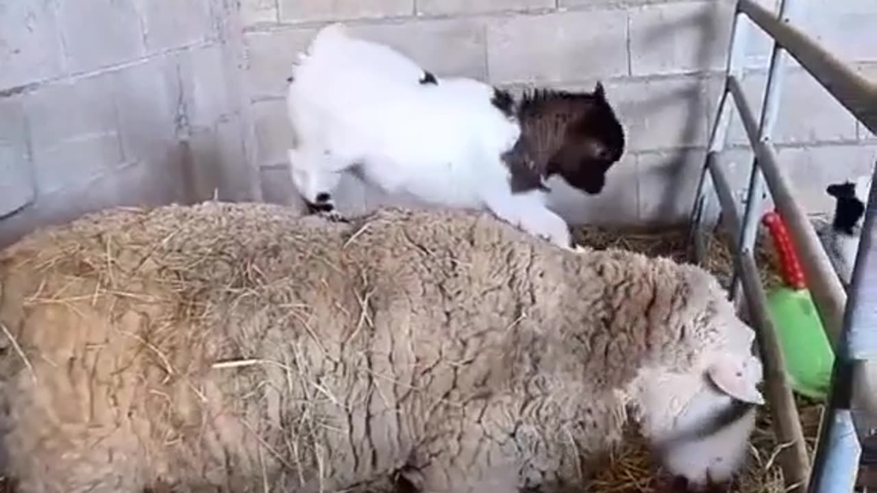 The goat kid is dancing on top of the sheep