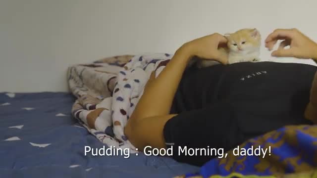 The Daily Life Of Kitten Pudding