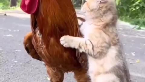 Cat and chicken