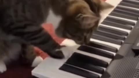 Funny cats😺🔥 Fails funny animals videos 🤭🤣 funny video compilation 🔥💫😅 #trending