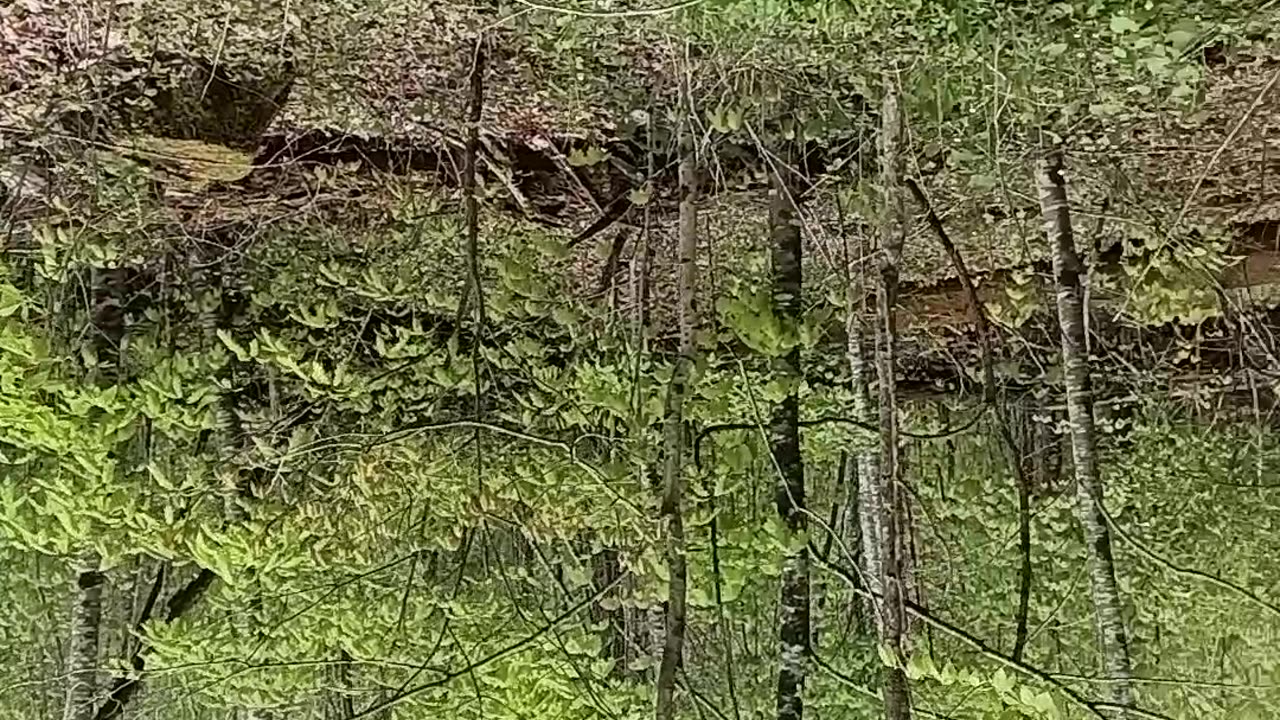 Wild side
