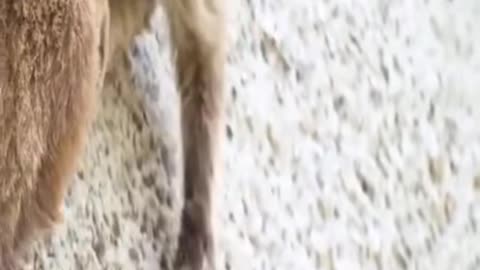 These goats are so cool