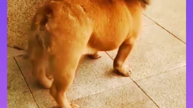 Funny video #shorts