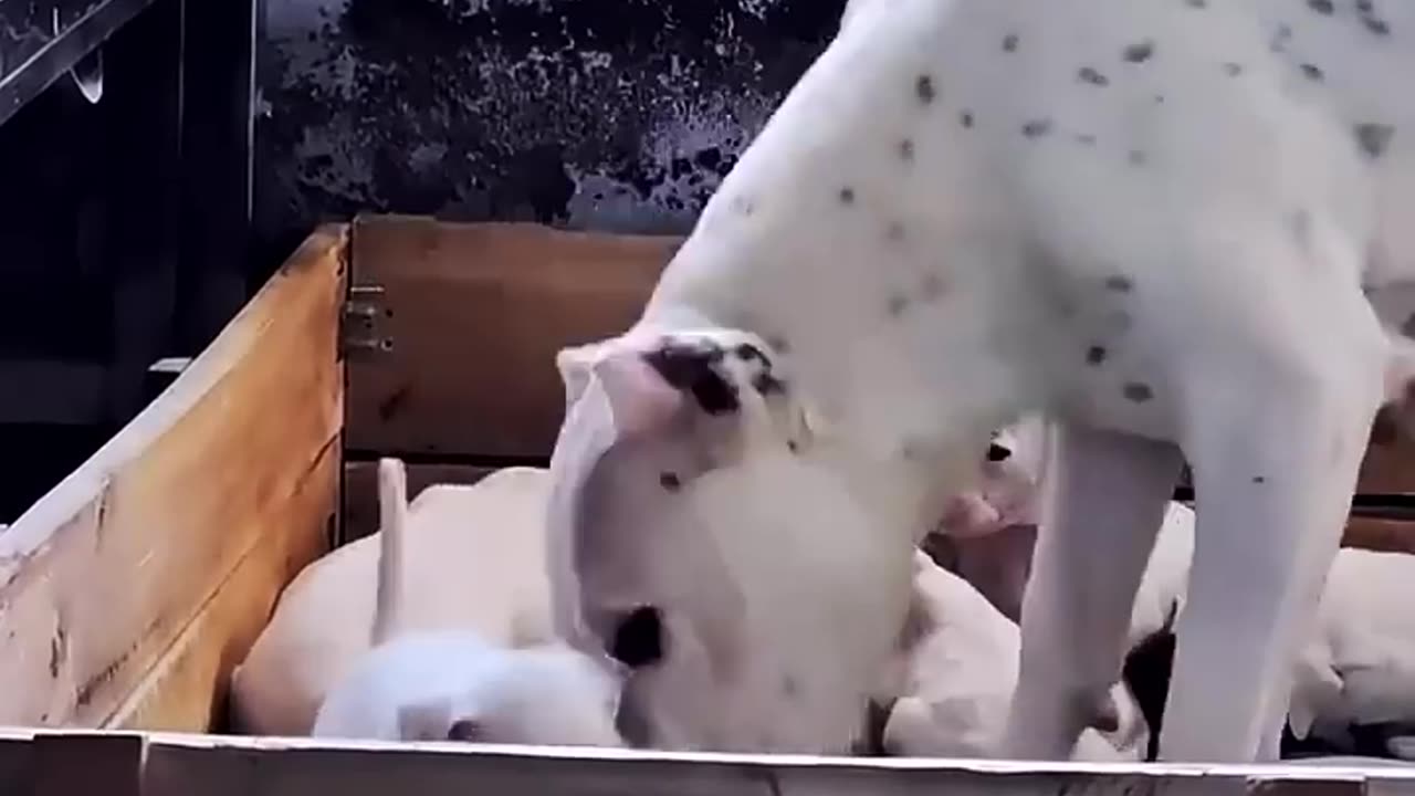 Dogo Argentino Mother Trains Her Child