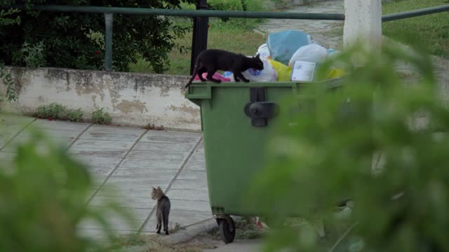 Stray cats at the dumpster. One animal is searching for food in full trash