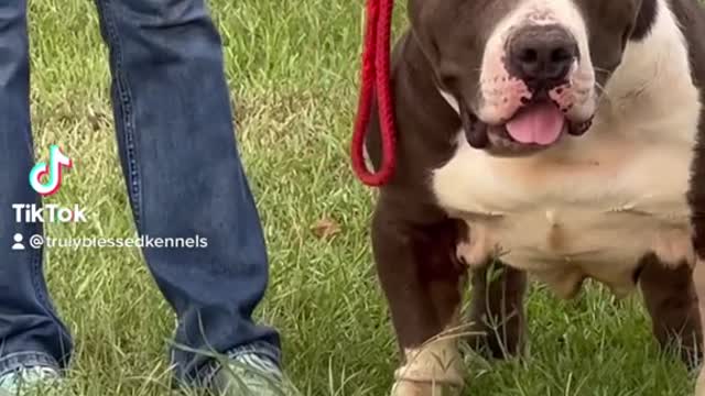 Dumptruck#americanbully