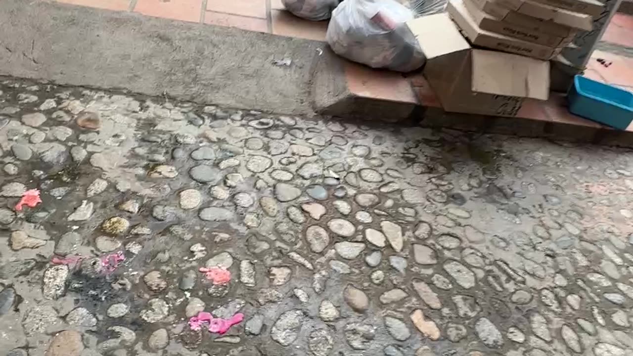 Trash Dog Chases Stomped Foot