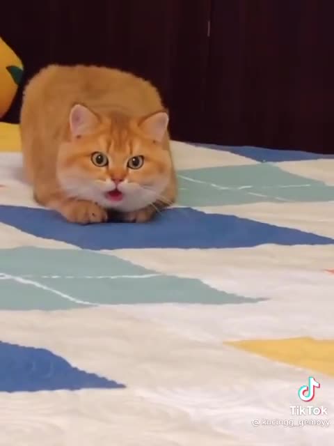 My cat doing rest💋