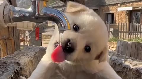 Adorable Puppy Quenches Thirst!💧