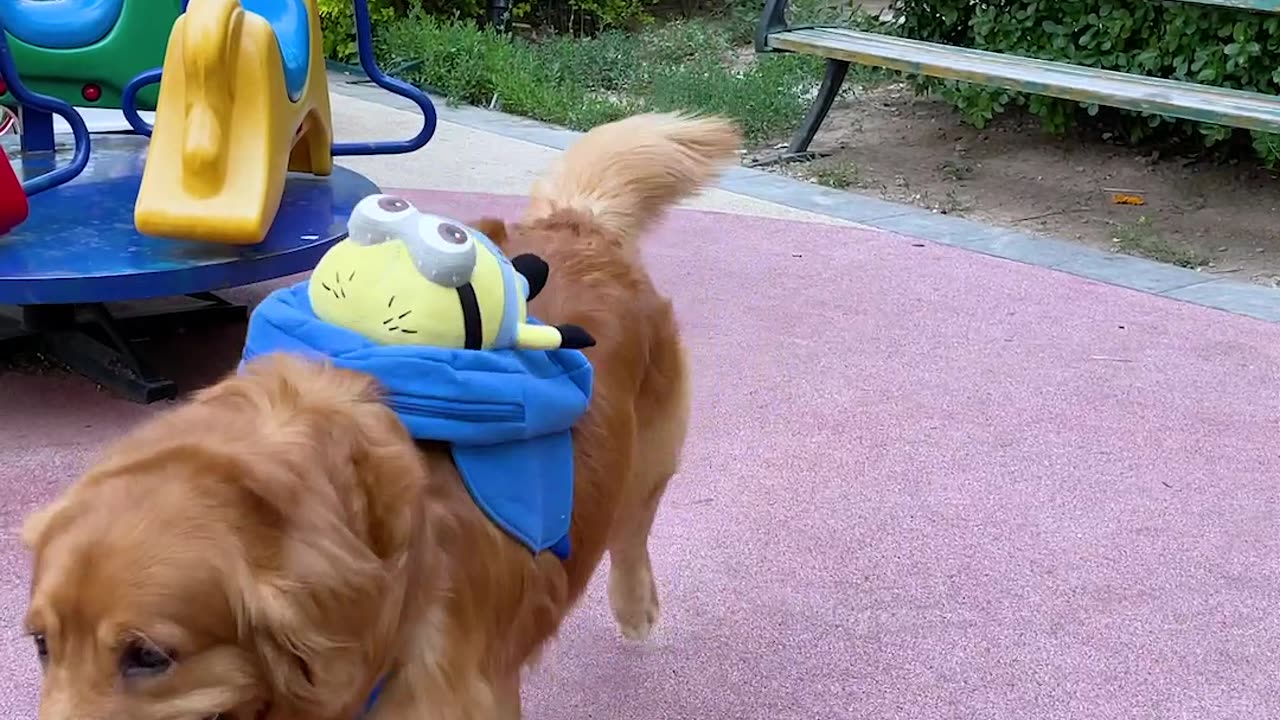 DOG GOES TO SCHOOL WITH KID