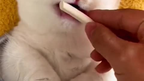 cut cats at home
