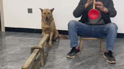 Band master dog comedy video