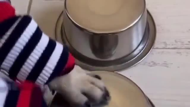 funny dog videos 2022